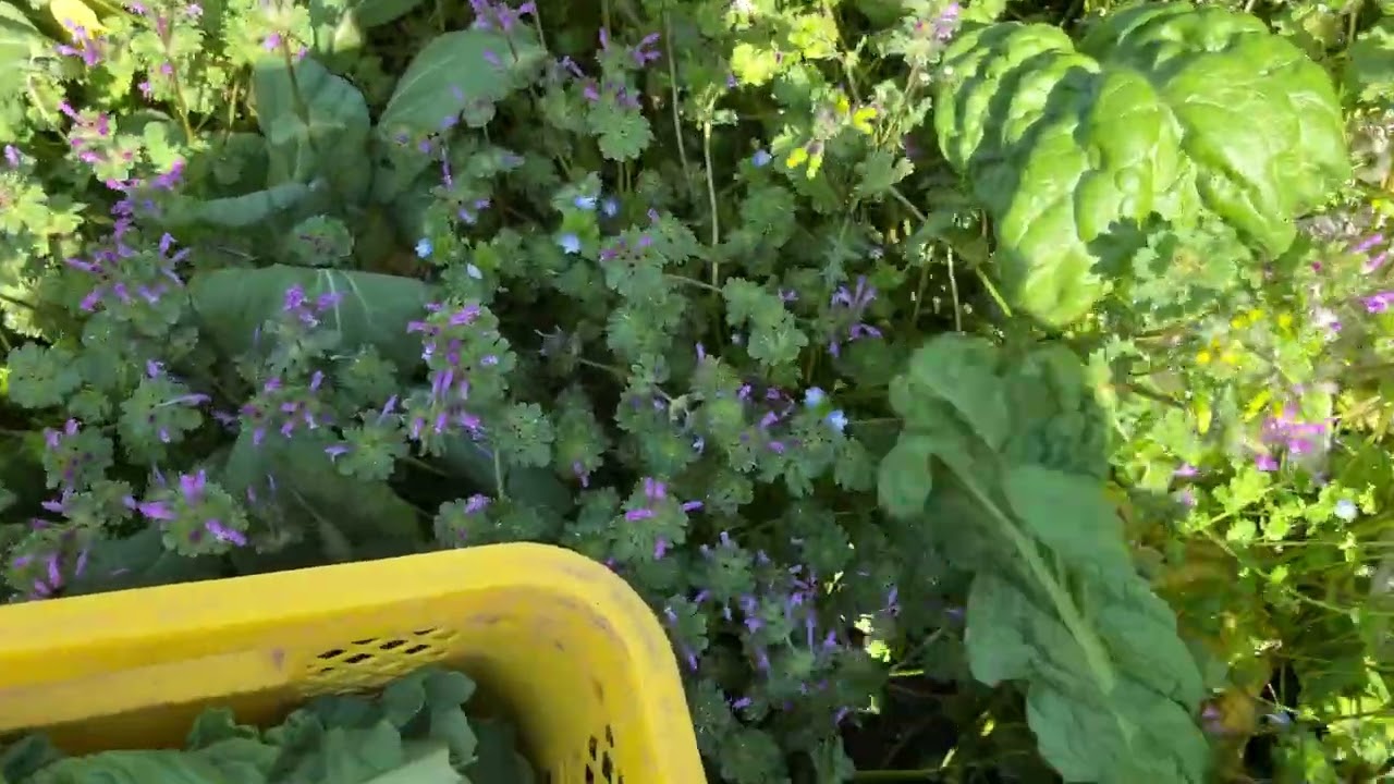 オーガニック専業農家の道×端境期克服の方法×春の葉物編260403