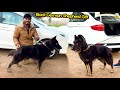HAMAY BLACK GERMAN SHEPHERD GIFT MILA