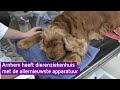 In dit dierenziekenhuis kunnen honden en katten door de MRI-scanner