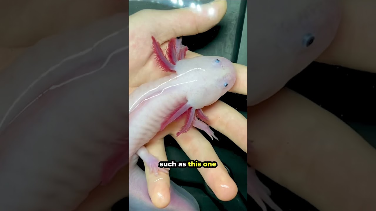 This is a Morphed Axolotl 🦎