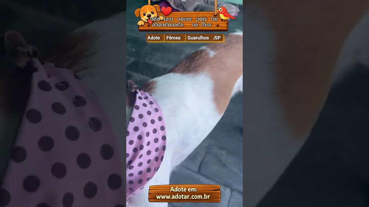 Cachorro raça SRD-ViraLata idade 3 anos nome não tem nome pois foi abandonada na Rua . 
