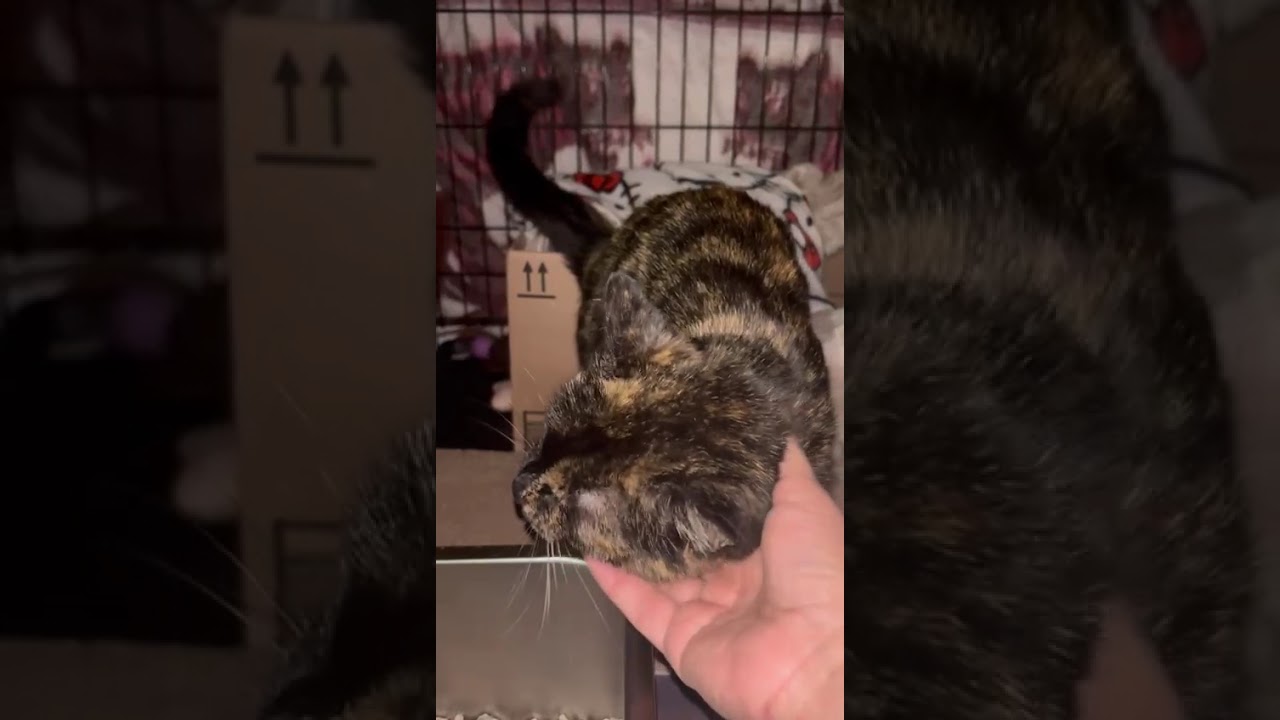 Enlarge Tortie, an adopted mixed breed in New York, NY video 2/4