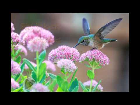 Guten Morgen - Raus aus den Federn :)