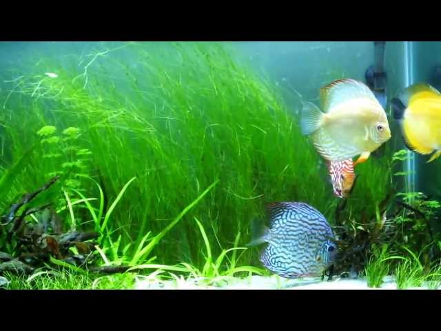 Water Flow in Discus tank