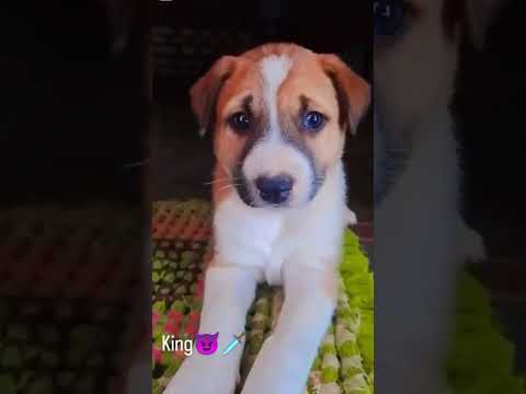 #riderman#shorts#short #5kviral#shorts#dog lover#dog# song #dogs #dogsofinstagram #dog #cute puppy
