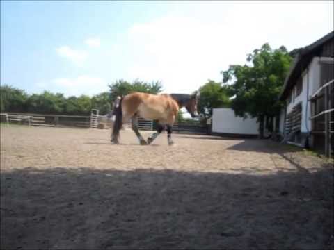 Longieren auf dem Reitplatz :)