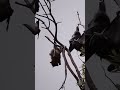 Scary Bats Hanging On A Small Tree