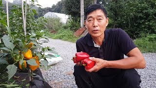 파프리카 화분에 심어서 많이 열렸습니다. 수확, 키우는 방법