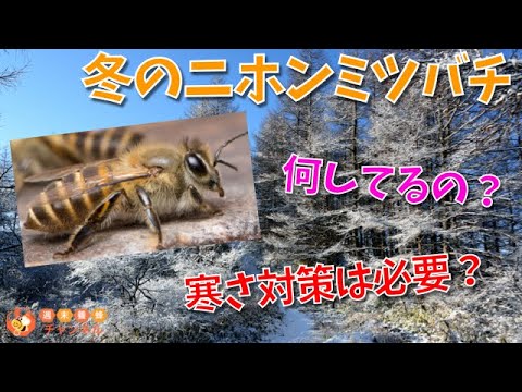 コマドリを巣箱に引き寄せる方法は？彼は秋と冬に何を食べますか？  庭園