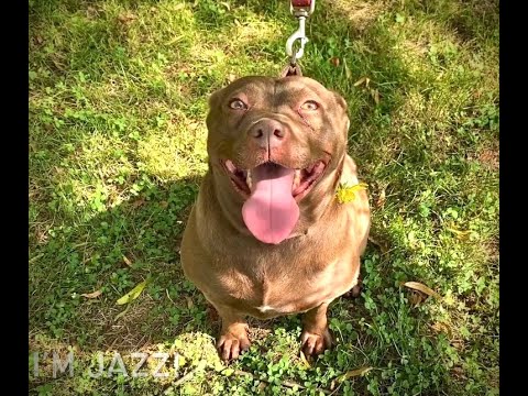 Jazz, an adopted Pit Bull Terrier Mix in Kittanning, PA_image-1