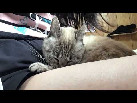 俺の部屋の窓から来た猫のねむたん（ぺろぺろ)