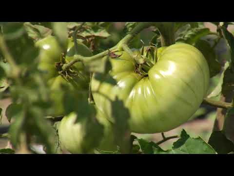 Reč struke ep. 232 03.01.2019. NAJAVA