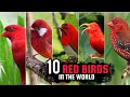 10 Red Birds in the World. Beautiful Bird!