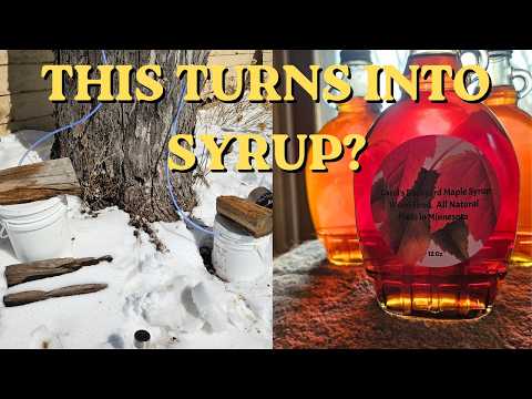 Sap Tubes in Trees: Maple Syrup from a 2-Acre Food Forest