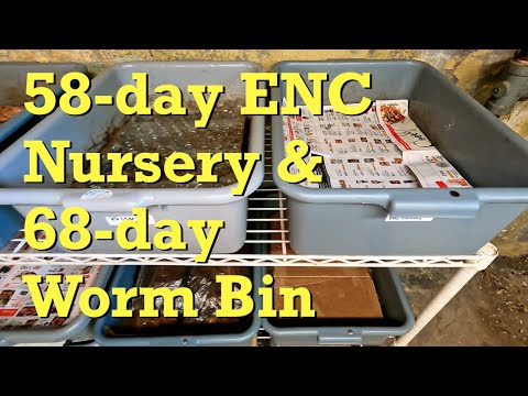 58-day ENC nursery checked & 68-day worm bin fed - vermicomposting
