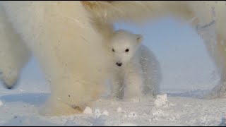 Polar Bear Films Cub's First Steps Outside of Den