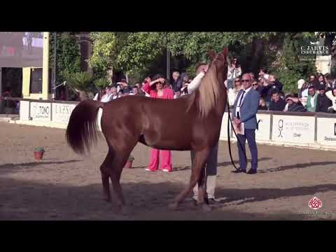 N 9 LAA ALLEGRA   Spanish Nationals 2024   Fillies 2 Years Old Class 2