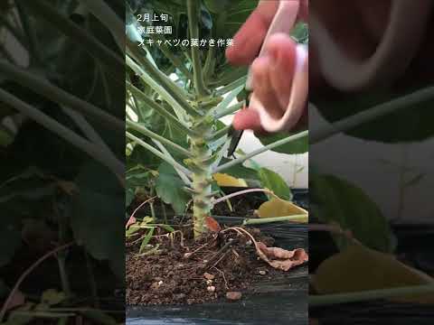 9月から2月にかけて実りの多い収穫を得るために芽キャベツを植えるにはどうすればよいでしょうか?  庭園