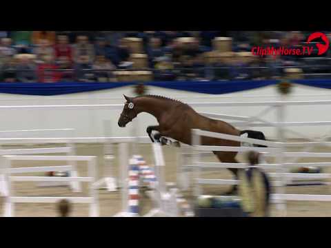 Holsteiner Körung 2019 - Nr. 27 Chinchero