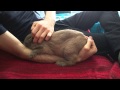 Adorable Floppy Bunny Cuddles