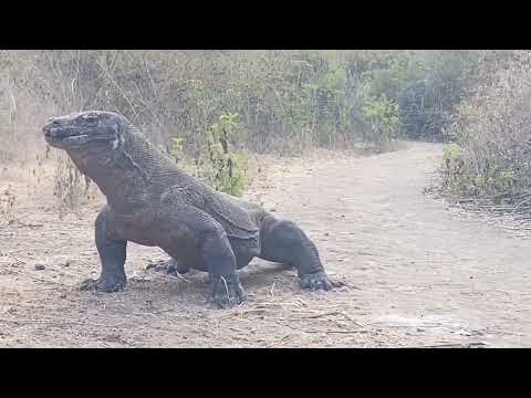 Waran frisst eine Ziege