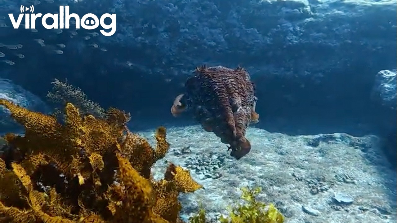 Cuttlefish Charges at Diver's Camera || ViralHog