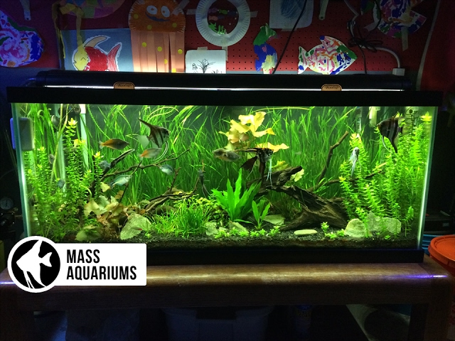 How to set up a Freshwater Aquarium: Beginners guide to your 1st Aquarium