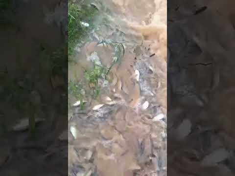 Fartura de peixes no riachão em Paramirim Bahia. 🎥Focado em Você