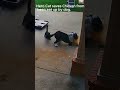 Hero Cat Saves Chicken From Been Eat Up By Dog Dog Attacks Dog Chicken Cat