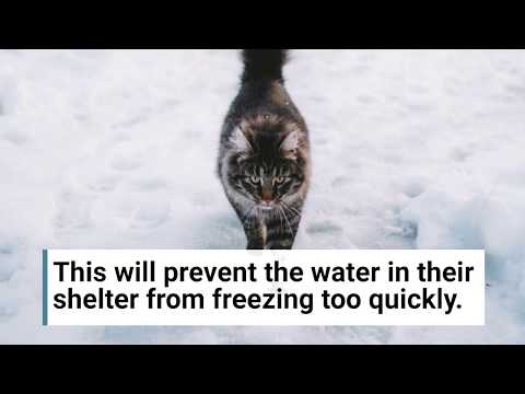 Cornell Vet on how to help outdoor cats during winter