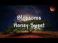 Blossoms - Honey Sweet - Lyrics