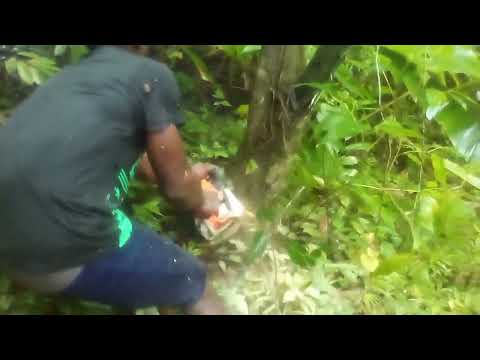 Gershon Landscaping Services (4)