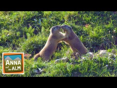 Im Reich der Murmeltiere | Reportage für Kinder | Anna auf der Alm | #3