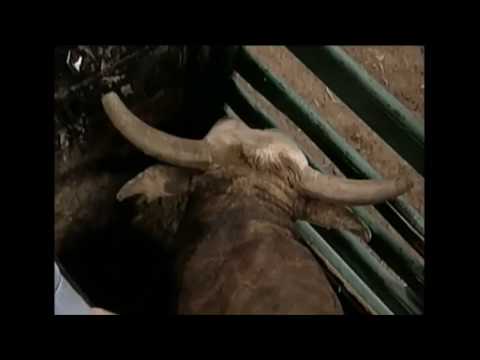 Brian Herman vs Trick or Treat - 98 PBR Anaheim (92.5 pts)