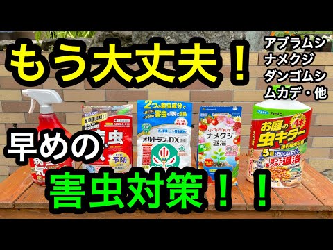 梅の寄生虫に対して何をすべきか コドリングガ 梅の木の害虫の治療