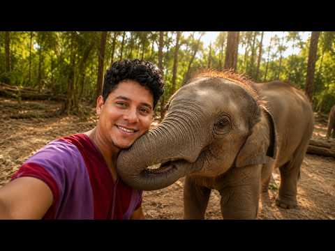 Finding the Baby Elephant in Chiang Mai