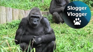 Gorilla Clapping As She Gets Her Food