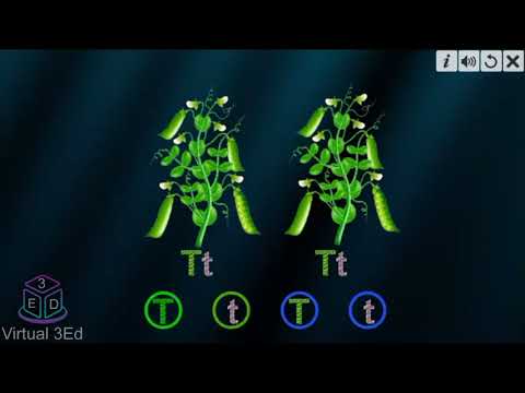 Monohybrid cross video thumbnail