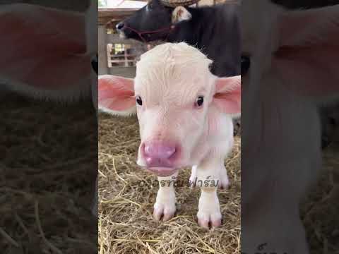 น่ารักมาก #น่ารัก #animals #ควายไทย
