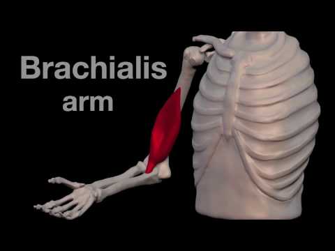 nyaki brachialis artrózis)