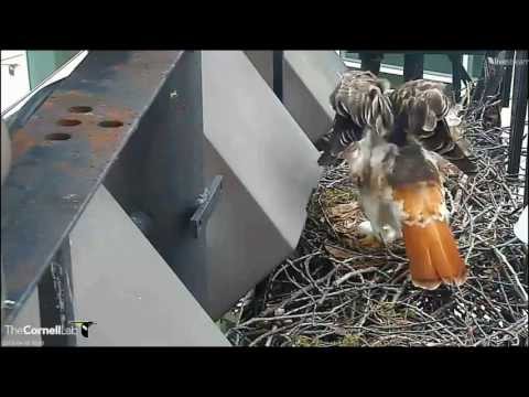 Cornell RTH  'A Show of Feathers'  4:50 pm  _4.16.13_