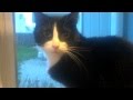 TUXEDO CAT ANJIE BIRD WATCHING