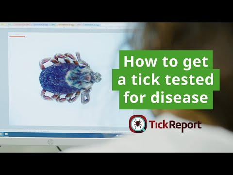 How to Get a Tick Tested for Disease with TickReport
