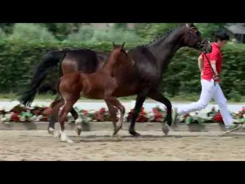 108 Ben the Men Hengst v. Benicio - Foxiland xx