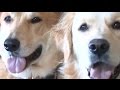 Winky Helps Millie Overcome Her Fears