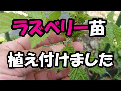インドの夏の10月下旬の混交林の多彩な紅葉