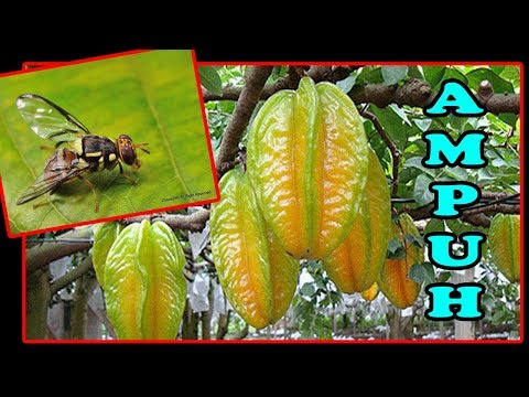 Cara Mengusir Lalat Buah Secara Alami, artikel Cara Mengusir Lalat Buah Secara Alami gratis, video trending Cara Mengusir Lalat Buah Secara Alami