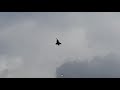 Royal Netherlands Airforce Days 2019 Saab Gripen