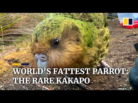 Hope for ‘world’s fattest’ parrot as endangered kakapo have record-breaking breeding season