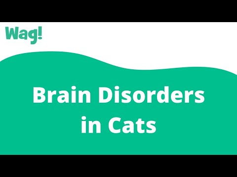 Brain Disorders in Cats | Wag!
